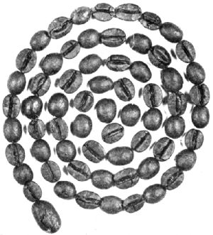 Bourbon Santos Beans&mdash;Roasted