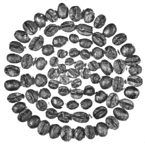 Mocha Beans&mdash;Roasted