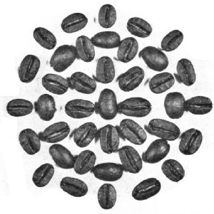 Washed Java Beans&mdash;Roasted