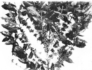 Coffea Arabica&mdash;Porto Rico