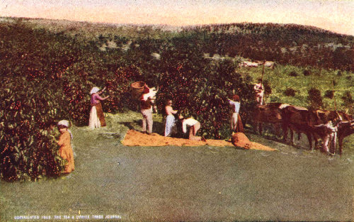 Men and Women Laborers Picking Coffee on a S&atilde;o Paulo Estate