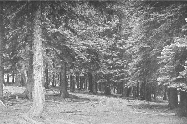 A GROVE OF SILVER SPRUCE