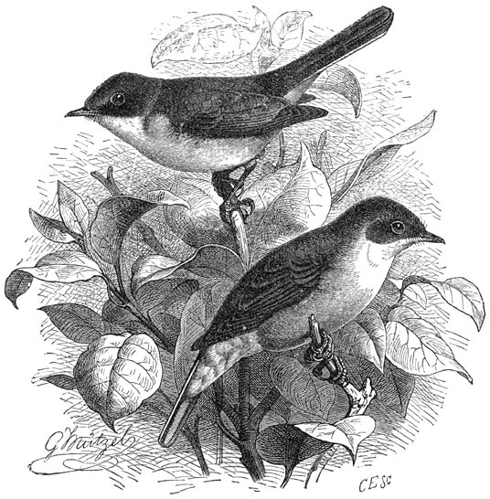 1) Braamsluiper (Sylvia curruca), 2) Rosse Grasmusch
(Sylvia rufa). &frac12; v. d. ware grootte.