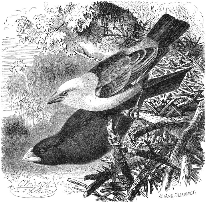 1) Veewever (Textor Dinemelli), 2) Alekto-wever (Textor albirostris). &frac12; v. d. ware grootte.