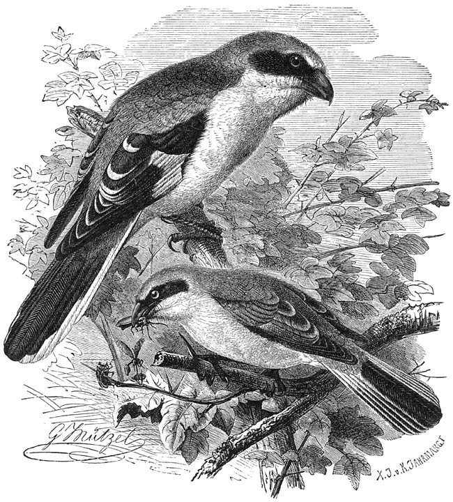 1) Klapekster (Lanius excubitor). 2) Grauwe Klauwier (Lanius collurio). &frac12; v. d. ware grootte.