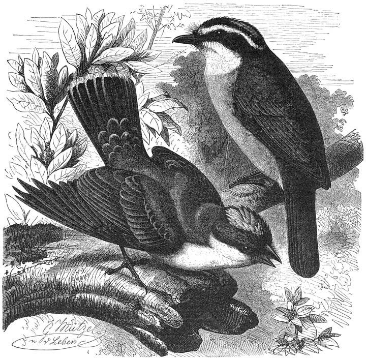 1) Koningsvogel (Tyrannus carolinensis), 2) Bentevi (Tyrannus sulfuratus). &frac12; v. d. ware grootte.