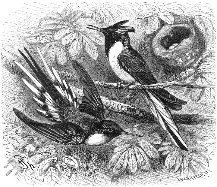 Staartfee (Heliactinus cornutus). &frac34; v. d. ware grootte.