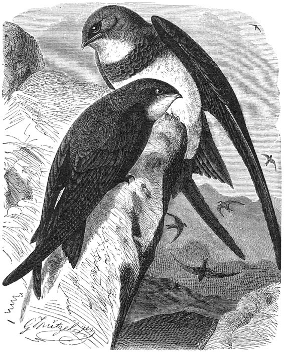 1) Alpen-gierzwaluw (Micropus melba). 2) Gierzwaluw (Micropus apus). &frac12; v. d. ware grootte.