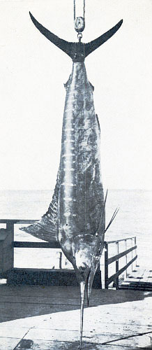 328-POUND RECORD MARLIN BY R. C. GREY. SHAPELIEST AND
MOST BEAUTIFUL SPECIMEN EVER TAKEN
