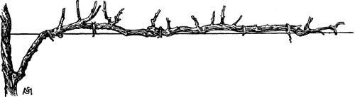 Fig. 27. Unilateral horizontal cordon with fruit
spurs.