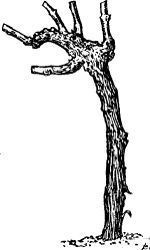 Fig. 32. Four-year-old vine pruned for high vase-formed
head.