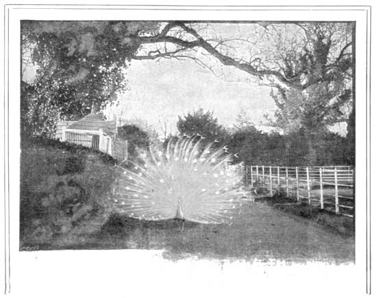 THE WHITE PEACOCK&mdash;THE KING OF THE WHITE FARM.