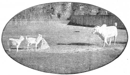 THE PIGMY BULL&mdash;NOT LARGER THAN A NEWFOUNDLAND DOG&mdash;AND
THE WHITE ANGORA SHEEP.