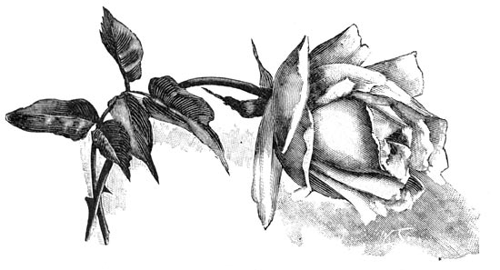 Theehybride-Roos &ldquo;Kaiserin Augusta Victoria&rdquo;.