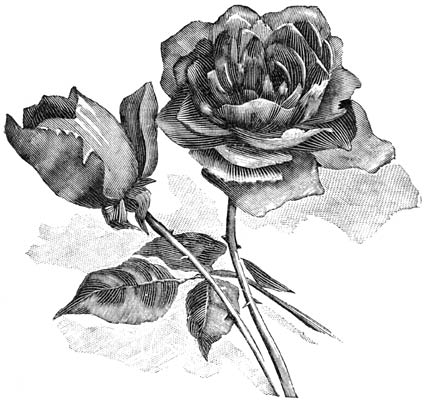 Fig. 87. Theehybride-Roos &ldquo;Camo&euml;ns&rdquo;.