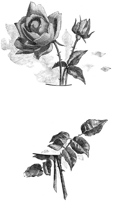 Fig. 89. Theehybride-Roos &ldquo;Mme Caroline Testout&rdquo;.