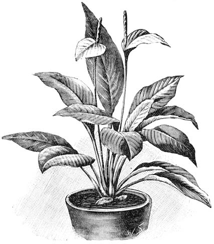 Fig. 133. Spathiphyllum can&aelig;folium.