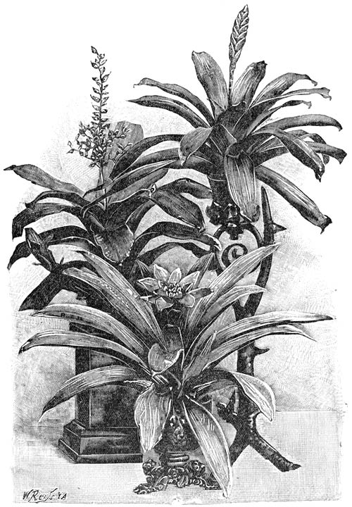 Fig. 142. Groep van Bromeliacee&euml;n.