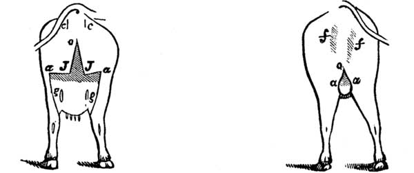 Fig. 13. SEVENTH CLASS. Fig. 14.

