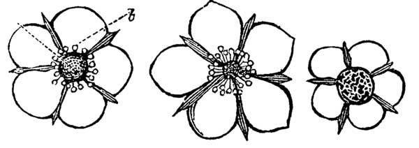 1. Perfect blossom. 2. Staminate blossom. 3. Pistillate
blossom.