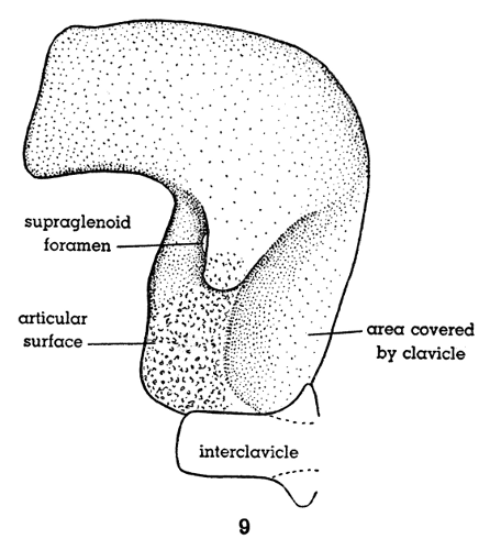 Fig. 9. Hesperoherpeton garnettense Peabody. Right scapulocoracoid in external
view, showing part of interclavicle, and position occupied by clavicle.
The specimen is flattened and lies entirely in one plane. KU&nbsp;10295, &times;&nbsp;4.