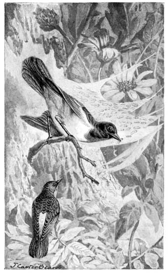 FEEDING THE BABY&mdash;THE BALTIMORE ORIOLE