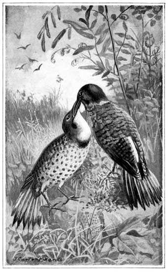 TAKING BREAKFAST&mdash;THE GOLDEN-WINGED WOODPECKER