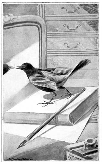 THE ENEMY IN THE GLASS&mdash;THE ORCHARD ORIOLE