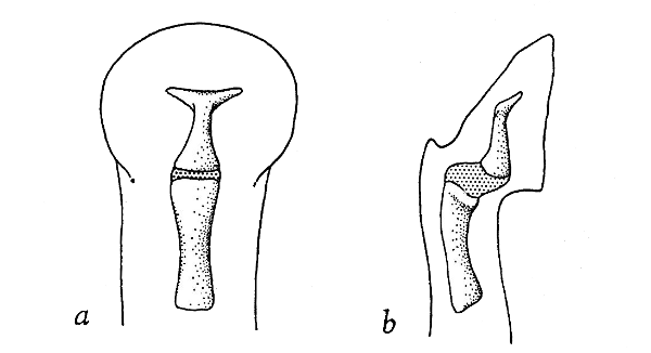Fig. 2. Dorsal (a) and lateral (b)
views of distal phalanges of third
finger of Allophryne. &times; 40.