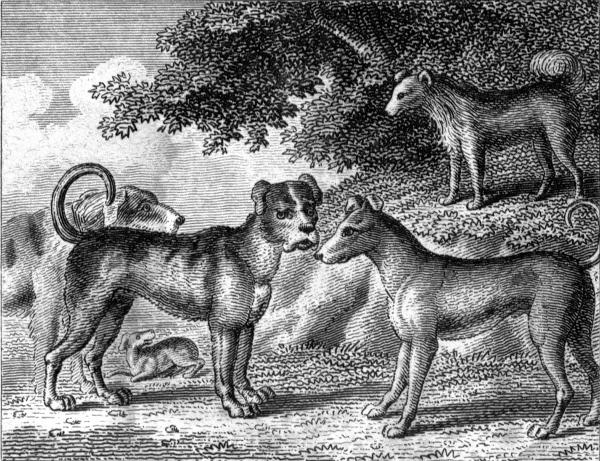 "At length rose the Mastiff so gruff, and so surly."
p. 11.