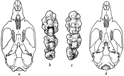 Fig. 1. Ventral views of skulls and left maxillary
tooth-rows of two species of the genus Apodemus.