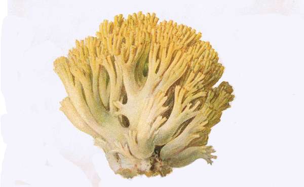 4. Goldgelber Ziegenbart. E&szlig;bar.