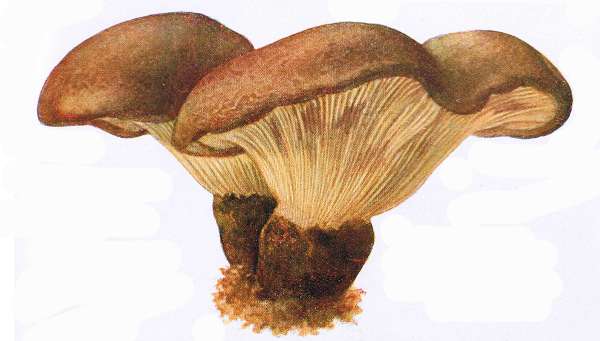 28. Samtfu&szlig;-Kr&auml;mpling. Genie&szlig;bar.