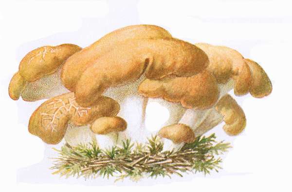 36. Semmel-Porling. Semmelpilz. E&szlig;bar.