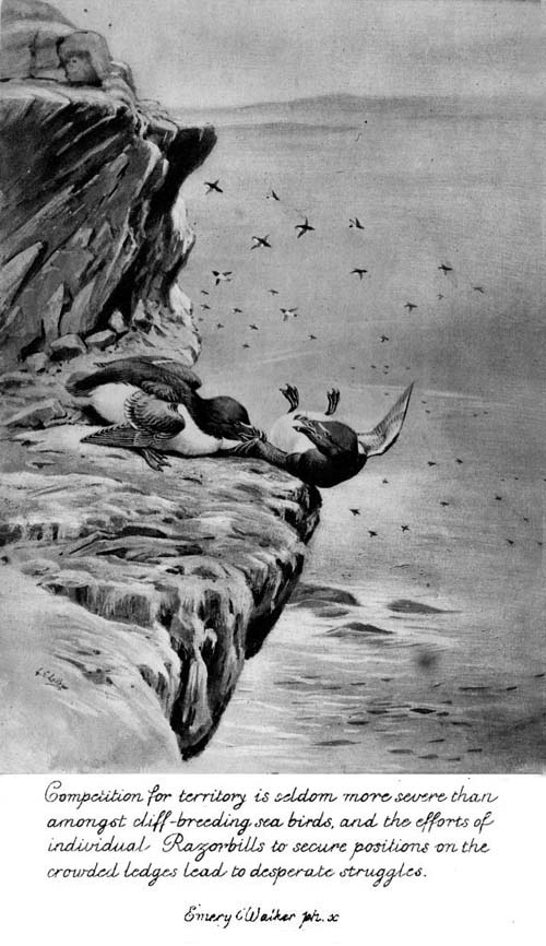 Competition for territory is seldom more severe than
amongst cliff-breeding sea birds, and the efforts of
individual Razorbills to secure positions on the
crowded ledges lead to desperate struggles..
