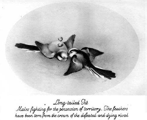 Long-tailed Tit
Males fighting for possession of territory. The feathers
have been torn from the crown of the defeated and dying rival.