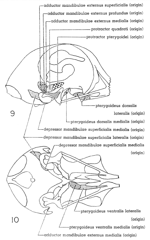 Fig. 9. Right lateral view of skull of Mourning Dove. &times; 2-1/2.

Fig. 10. Ventral view of skull of Mourning Dove. &times; 2-1/2.
