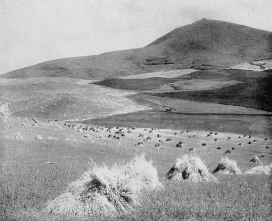 "The Palouse dweller pictures wheat fields." The grain
country of eastern Washington
