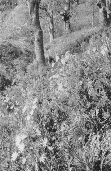 "A vast flower garden maintained enticingly by Dame
Nature"
