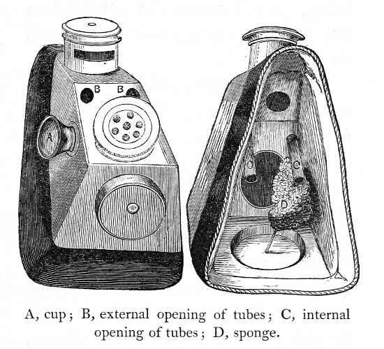 A, cup; B, external opening of tubes; C, internal opening
of tubes; D, sponge.