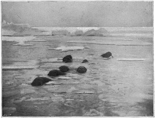 &ldquo;In the Water Lay Walruses&rdquo;