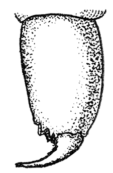 3. Chelicera of a
spider.