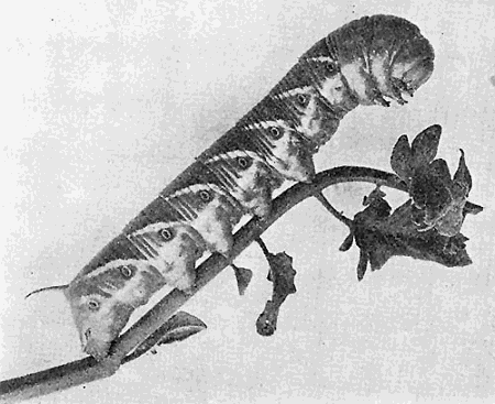 29. A harmless, but much feared larva, the "tomato worm."
Natural size. Photograph by M. V. S.