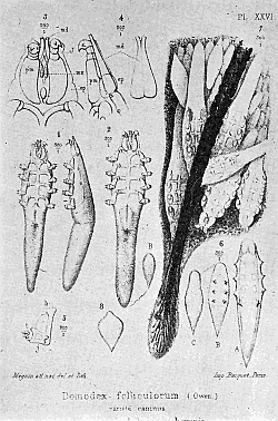 63. Demodex folliculorum. Section through skin showing the
mites in situ. Magnification of Nos. 1, 2, 6 and 7, �150;
Nos, 3, 4, 5, �450. After Megnin.