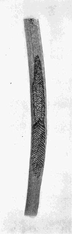 80. (a) Eggs of Tabanus. Photograph
by J. T. Lloyd.