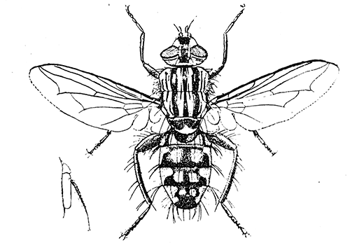 106. A flesh fly (Sarcophaga), (�4). After Graham-Smith.
