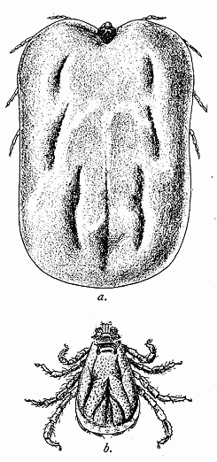 139. The cattle tick (Boophilus annulatus).
(a) Female; (b) male. After
Comstock.