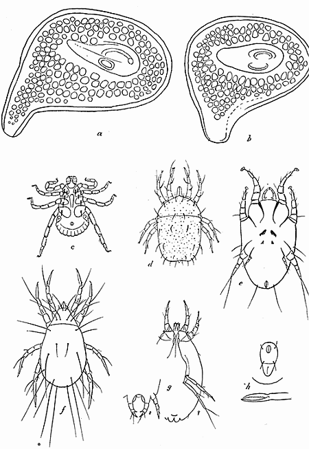 150. Stigmal plate of Dermacentor andersoni; (a) of
male, (b) of female. After Stiles. (c) Dermacentor variabilis, male;
(d) Glyciphagus obesus; (e) Otodectes cynotis; (f) Tyroglyphus
lintneri; (g) Tarsonemus pallidus; (h) anal plate and mandible of
Liponyssus; (c) to (h) after Banks.