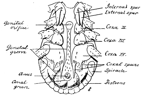 153. Rhipicentor bicornis, ventral aspect, male. After Nuttall and
Warburton.