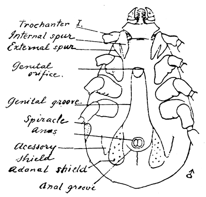 154. Rhicephalus sanguineus, male.
After Nuttall and Warburton.